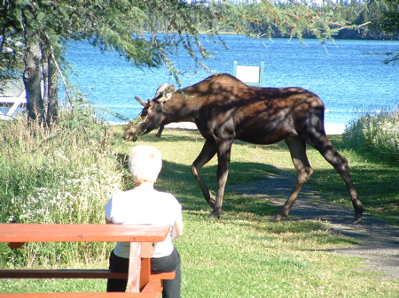 Sue with moose