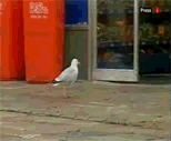 seagul.gif