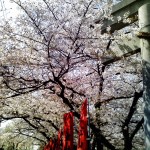 blossom