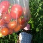 Tomato harvest from St James'