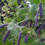 Eaten most of the mange toutes, but these purple ones are doing well