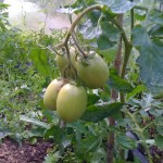Tomatoes are starting to ripen