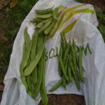 today's harvest