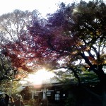 setting sun streaming through the trees