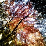 the sun setting the trees afire