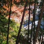some nice trees