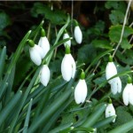 snowdrops