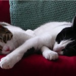 the kittens snuggling up