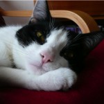 lily