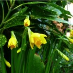 the first daffodils