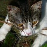 on the prowl