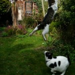 leaping for the stick