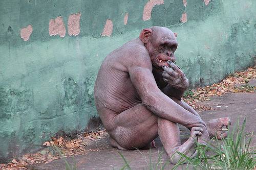 apparently this is a naturally hairless ape...