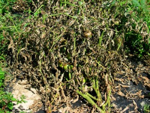 late_blight_tomato_plantx500