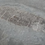 a fossil
