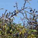 plentiful sloes
