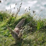 a bird of prey startled whilst eating a mouse