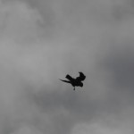 a bird