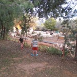 Sheep watching is Alcazar