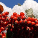 berries