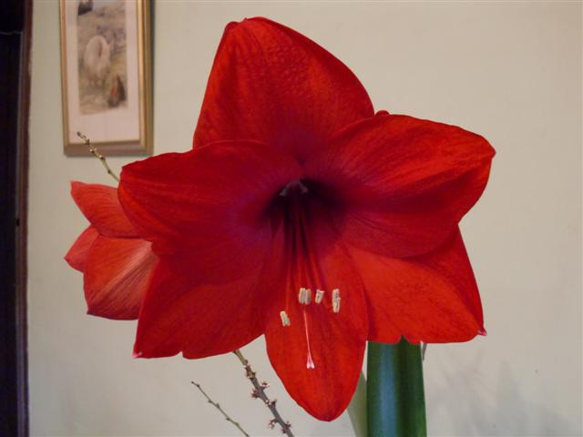 CIMG0131 (Small).JPG