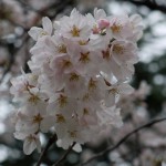 a blossom