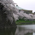 blossom outside the imperial palace
