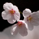 a blossom