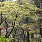 one of the parks