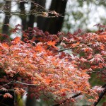 japanese maple