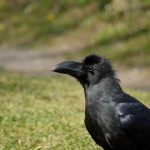 one of the massive ravens