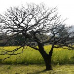a tree