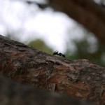 an ant