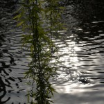 a pond