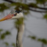 a heron