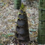 a bamboo shoot