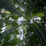 a bamboo forest