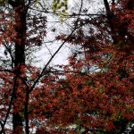 more trees