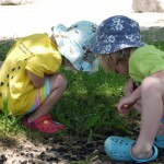 checking out fallen mulberries