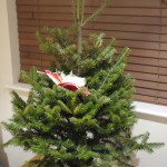 P1080623 xmas tree before decoration