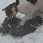 P1080639 fresh pigeon kill