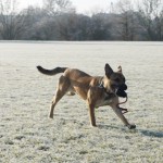 P1080886 retrieving the ball