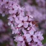 P1090620 Cherry blossom