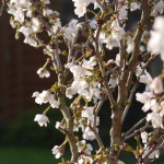 P1090676 Prunus