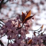 P1090681 more blossom
