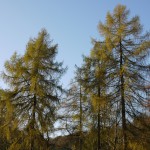 P1130015