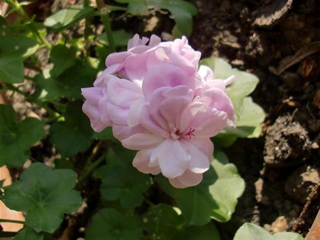 Picture 3 (Medium) (Small).jpg