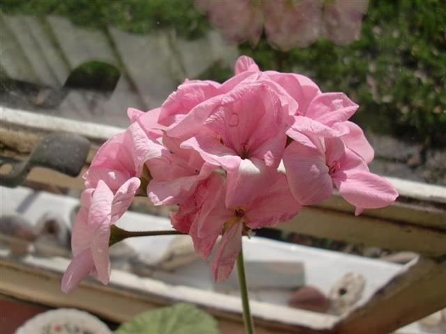 Picture 6 (Medium) (Small).jpg