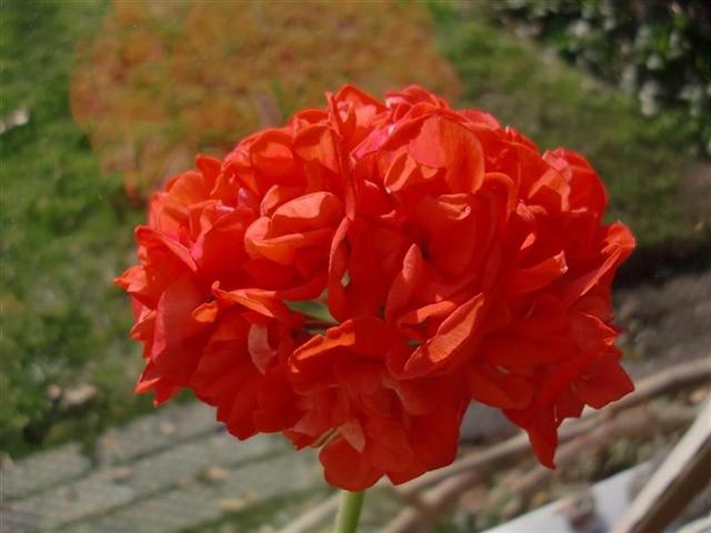 Picture 7 (Medium) (Small).jpg