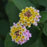 P1150628